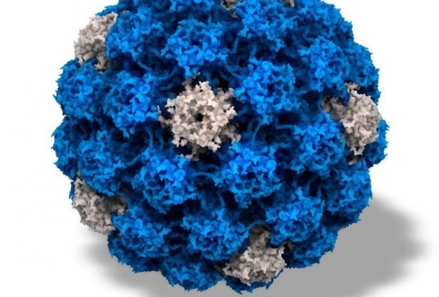 Вирус Вирус