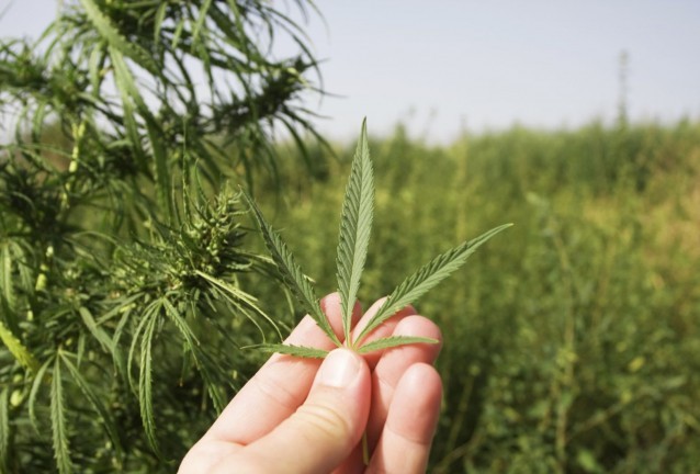 Марихуана Марихуана