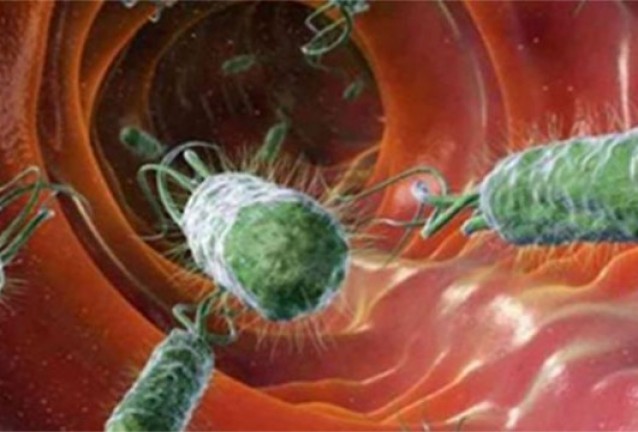 бактерии бактерии