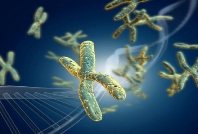 теломер теломер