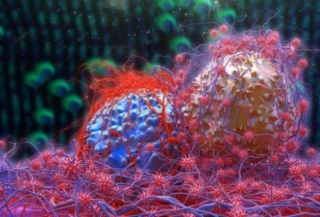 клетки клетки