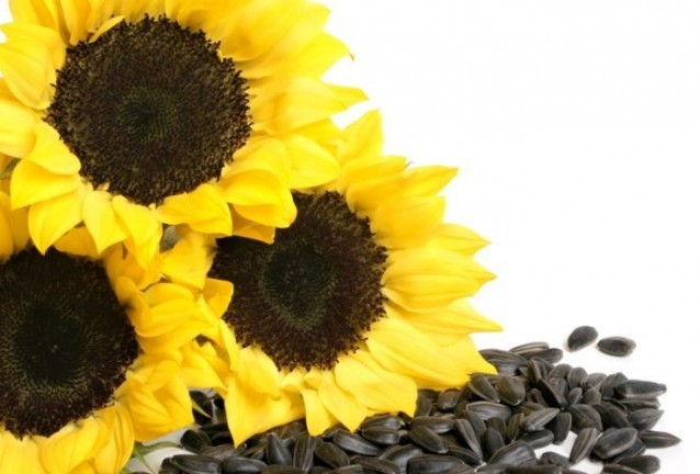 токсични токсични