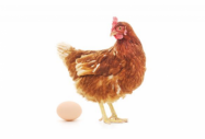 Защо яйцата помагат да отслабнете