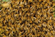 пчели