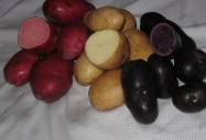 Нов сорт картофи – червен и лилав – банка с витамини