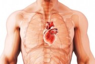 Възстановяване на сърцето след инфаркт напълно възможо