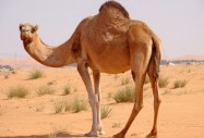 Препарат от камилско мляко и урина ще лекува от рак