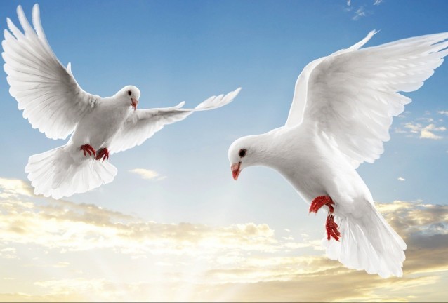 гълъби гълъби