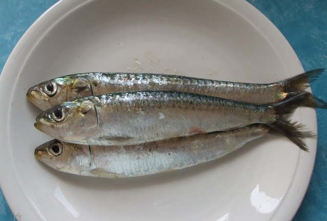 Сардина