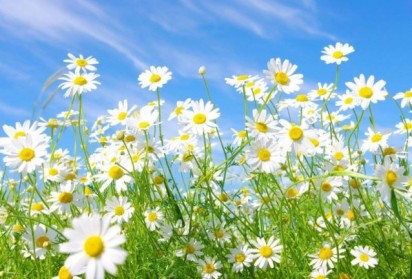 Лайката понижава кръвната захар с 60%