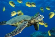Бронята на морските хищници защитава от парализа?