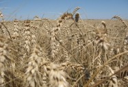 Болно гърло се лекува с ечемик